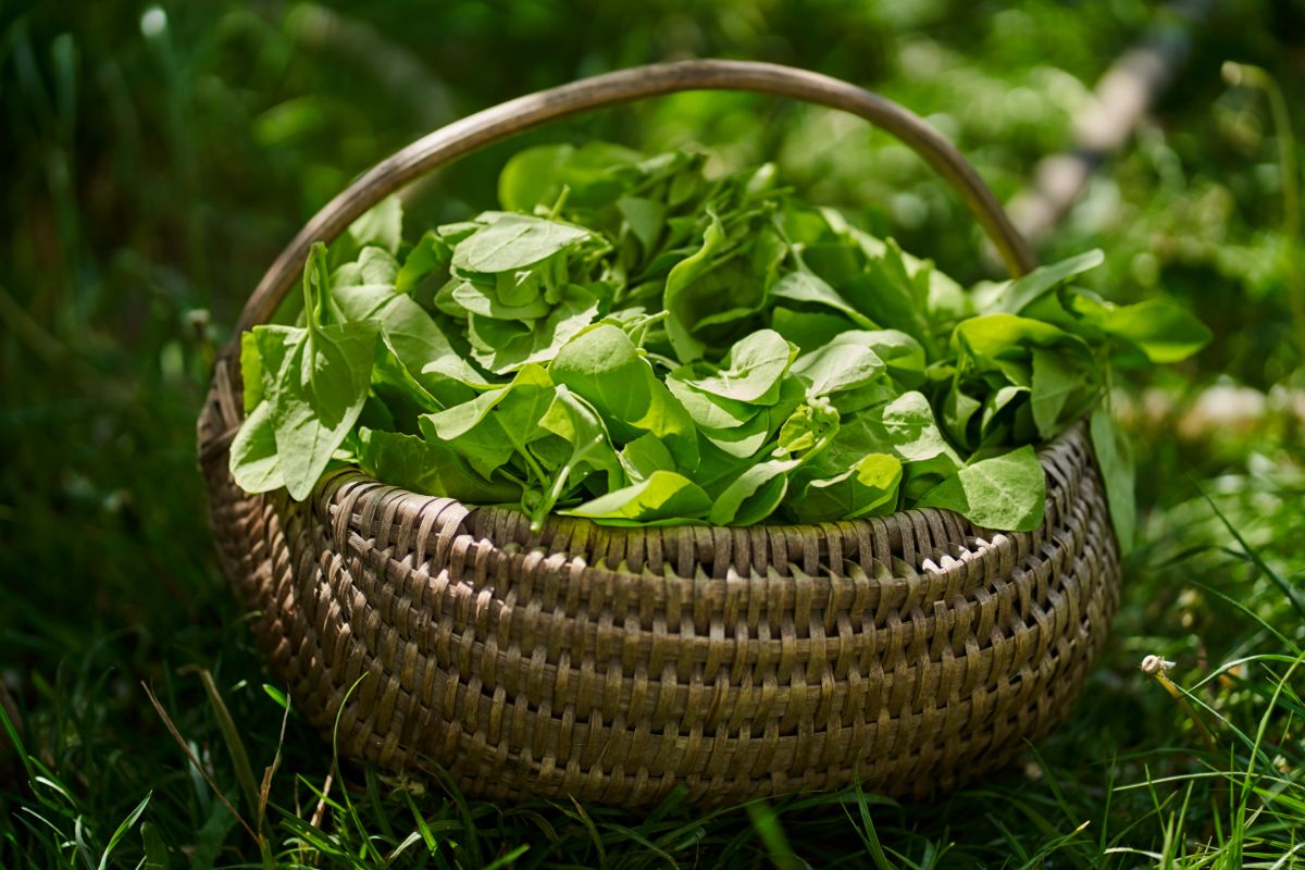 A basket full of freshly-harvested spinach leaves