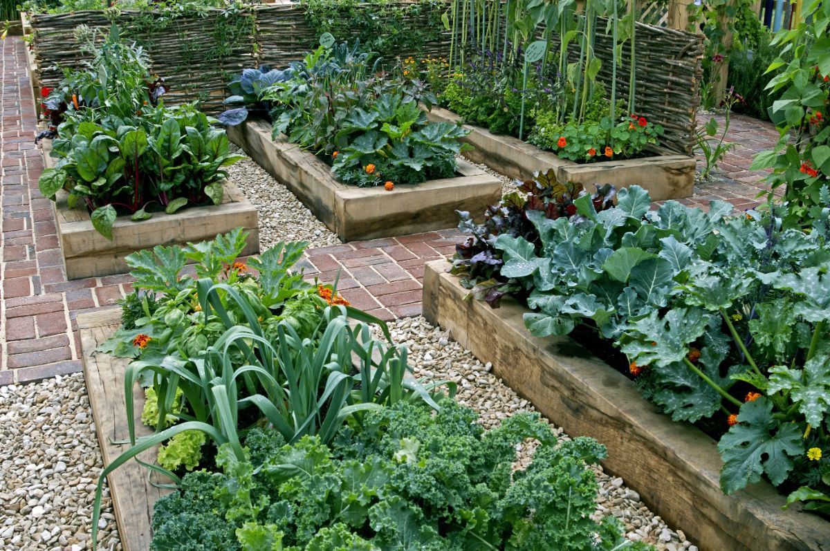 Closely planted raised bed gardens