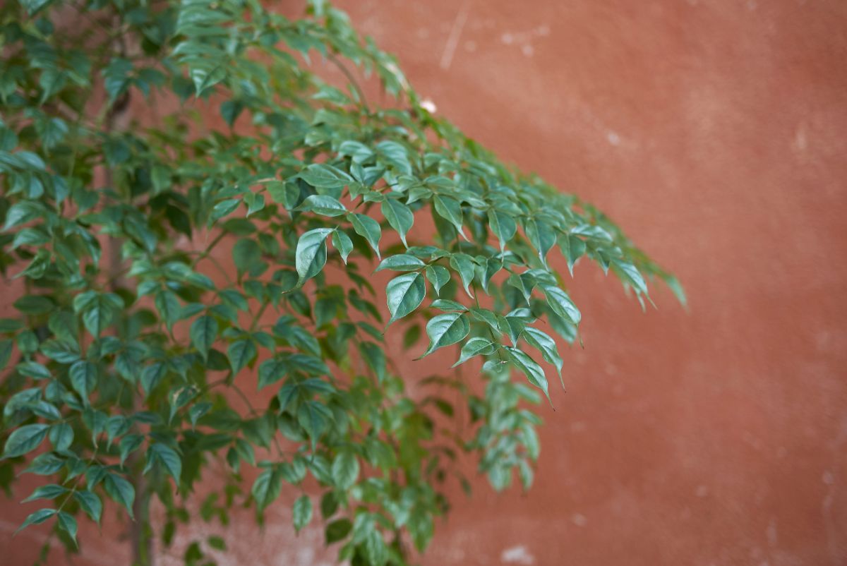 China doll plant with dark green foliage