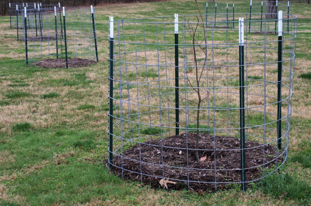 A cattle panel barrier encircling a fruit tree to protect it from deer