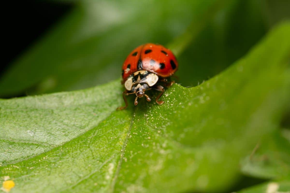 Closeup of a ladybug, a beneficial garden insect