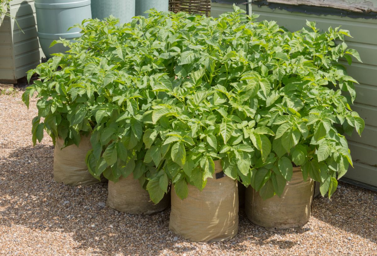 Plants planted in grow bags to avoid vole problems