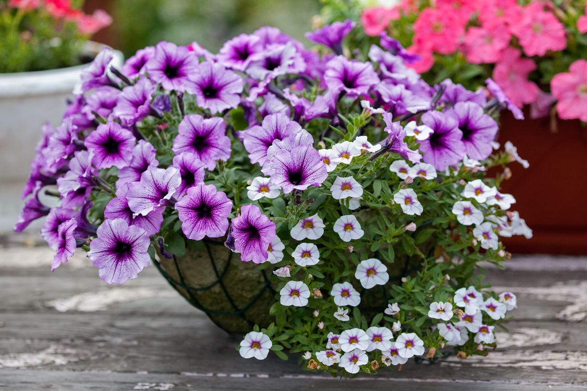 A planter with mixed purple and white annual flowers
