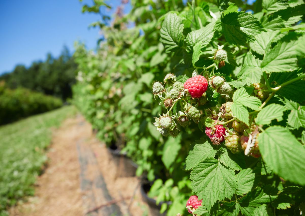 A well-maintained raspberry patch