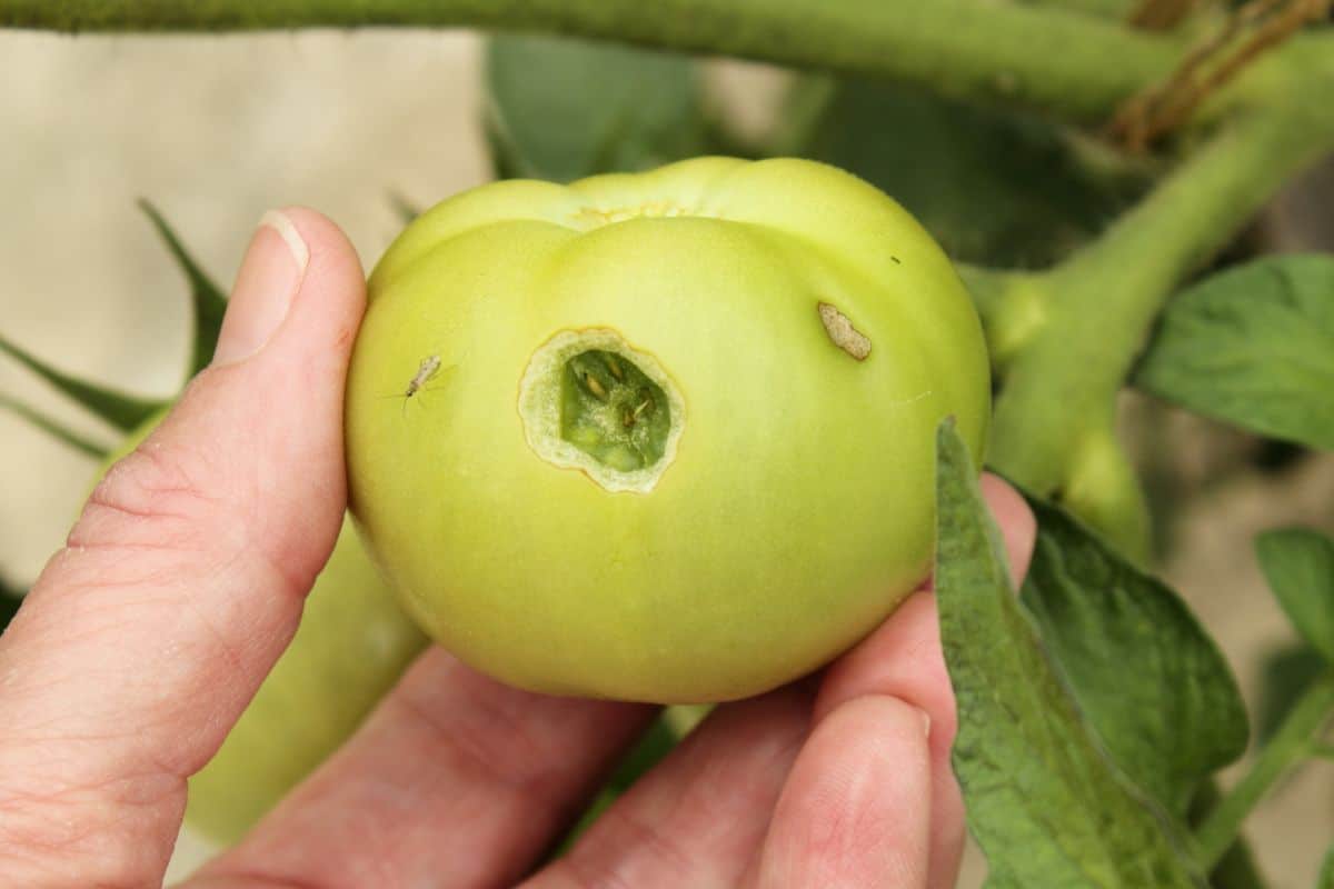 A tell-tale hornworm bite into an unripe tomato