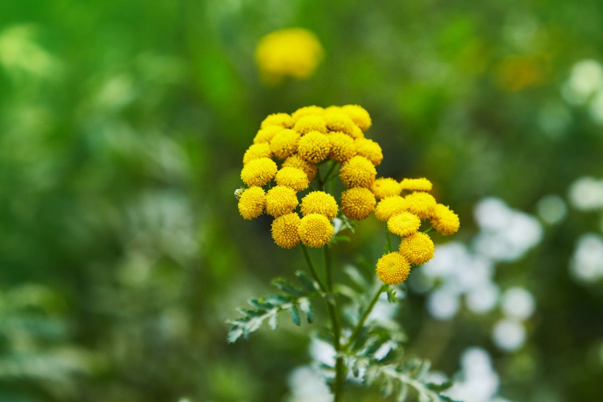 Yellow flower companion planted for cucumber beetle control