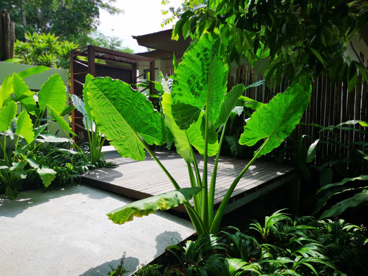 Large-leafed elephant ear plant