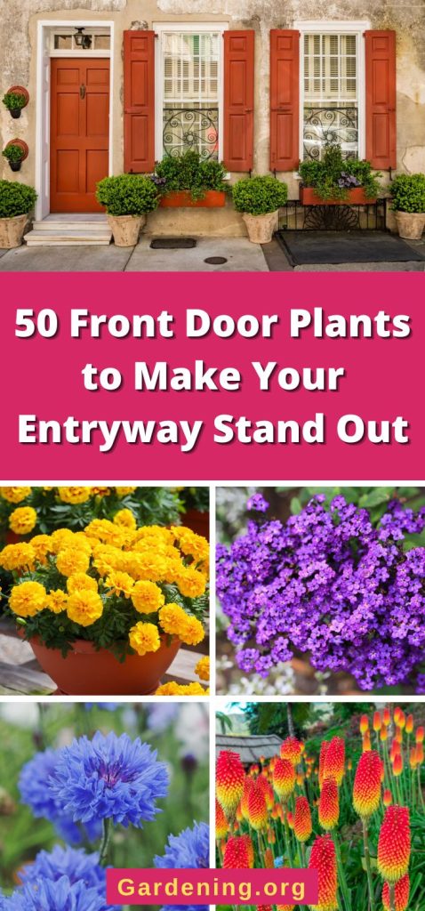 50 Front Door Plants to Make Your Entryway Stand Out pinterest image.