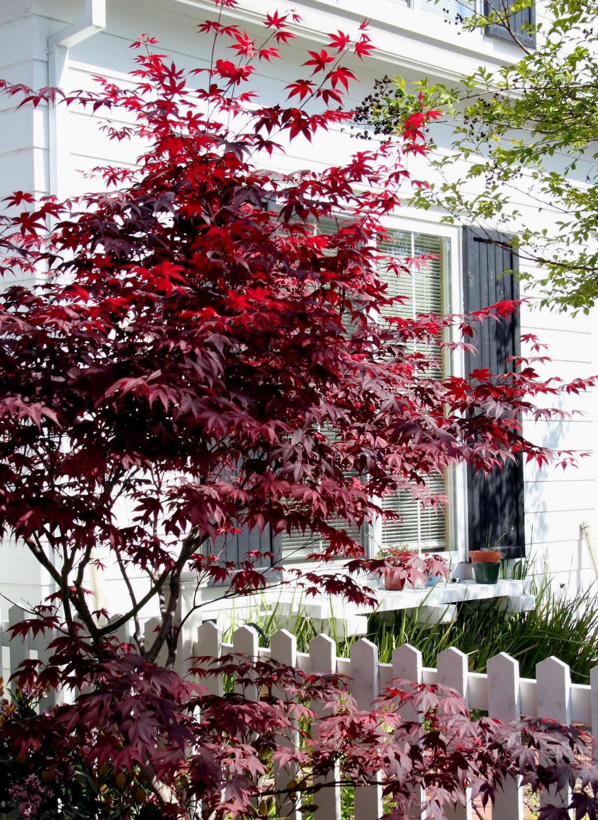 purple maple tree statement tree in a front yard