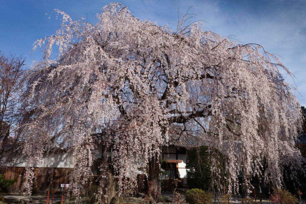 A large weeping cherry tree in front of a house
