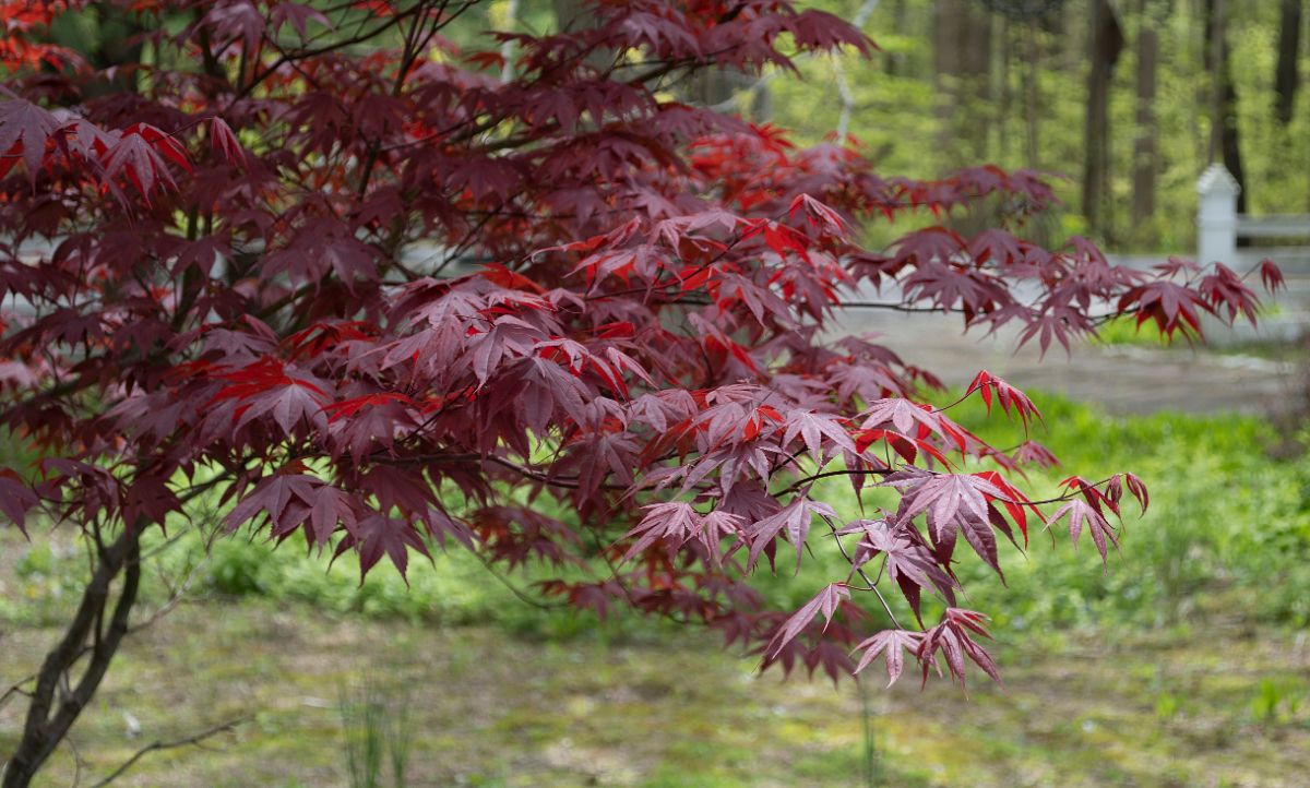 Red-purple leaves of a dwarf Japanese maple tree