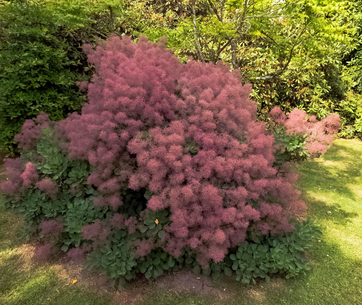 A frothy-blossomed smoke bush in a front yard
