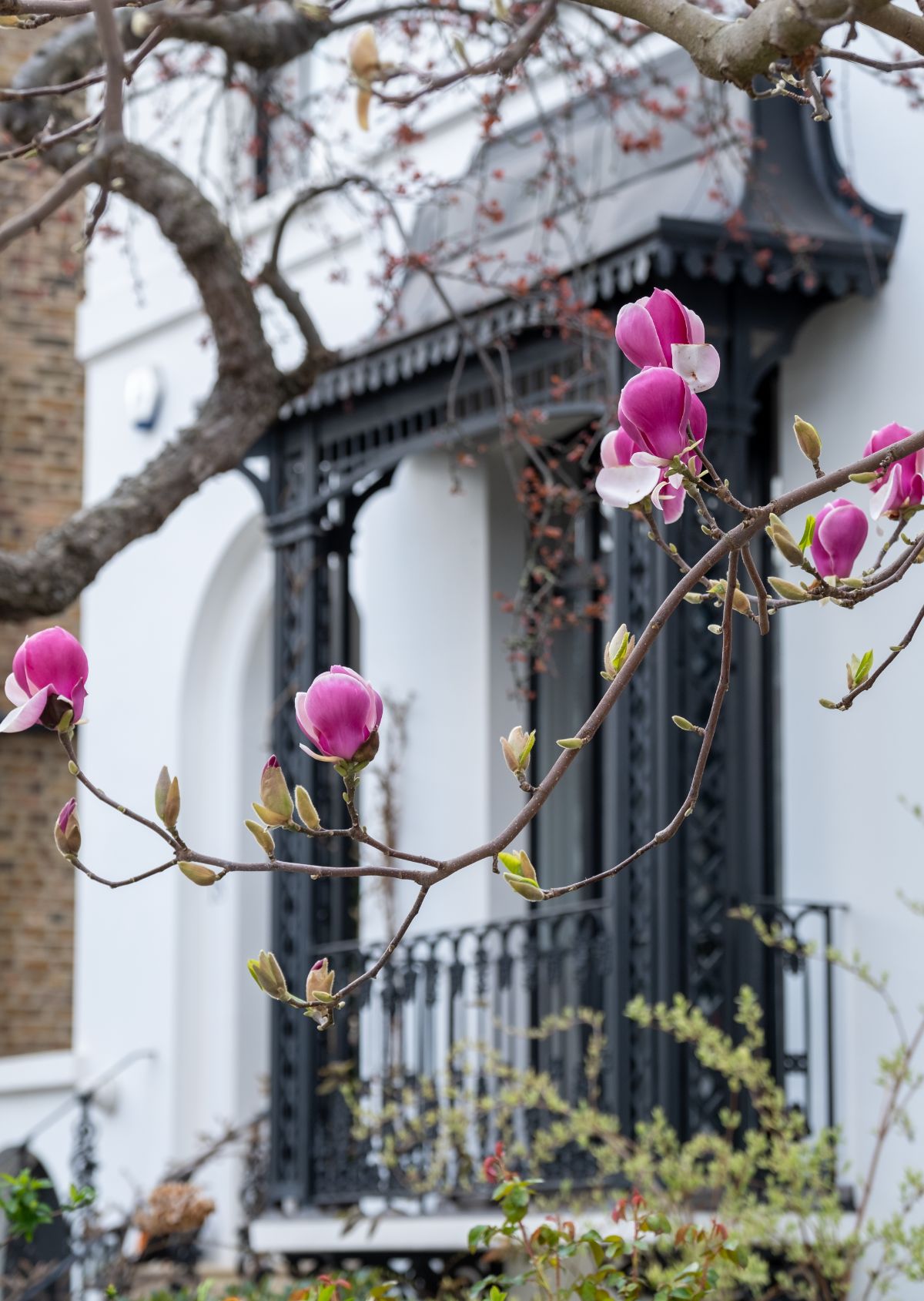 Pink magnolia tree blossoms