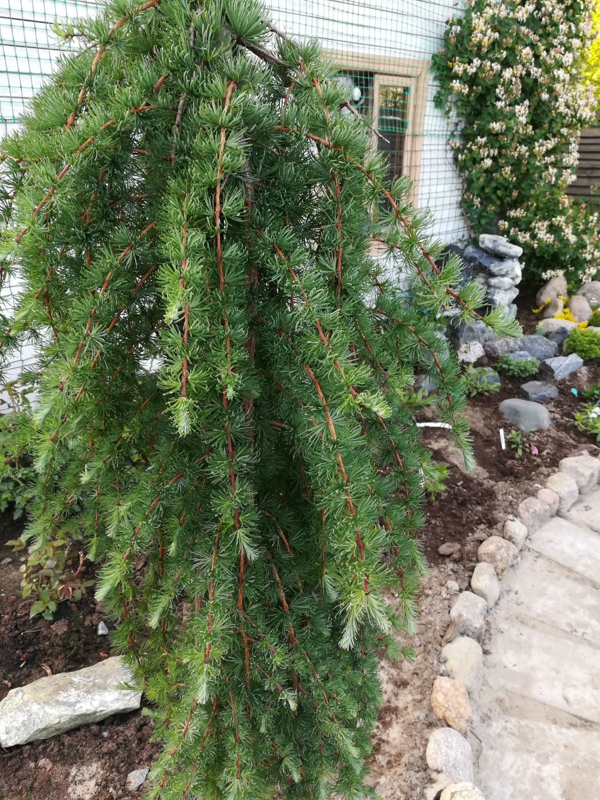 A weeping larch tree in a front yard