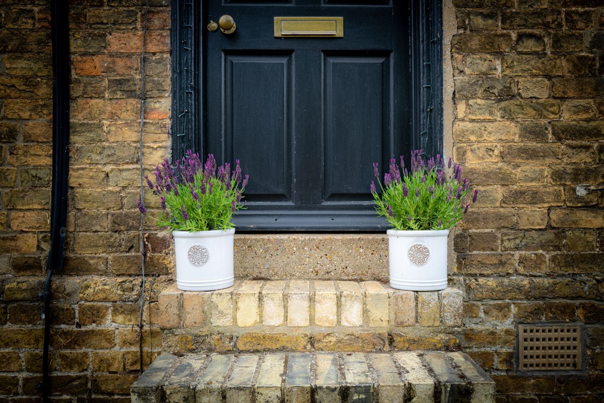 Lavender plants planted in crocks next to an entry door