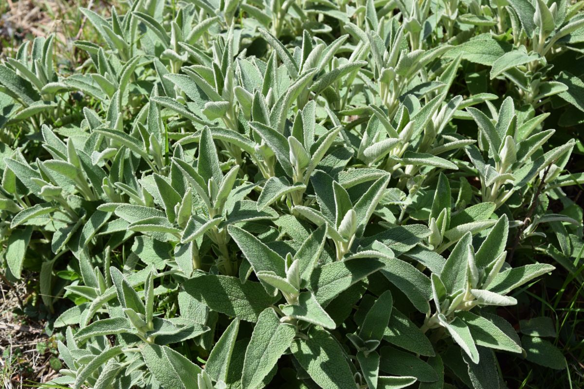 A thick, thriving sage plant