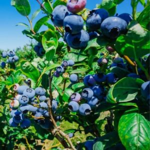 RIpe blueberries hanging on bush.