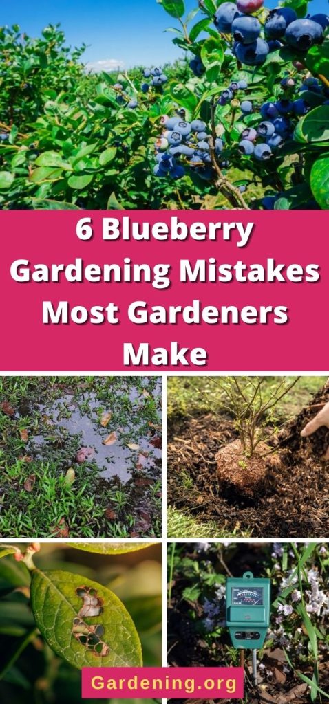 6 Blueberry Gardening Mistakes Most Gardeners Make pinterest image.