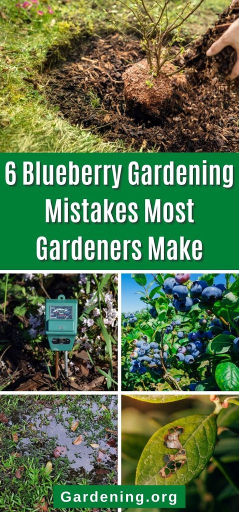 6 Blueberry Gardening Mistakes Most Gardeners Make pinterest image.