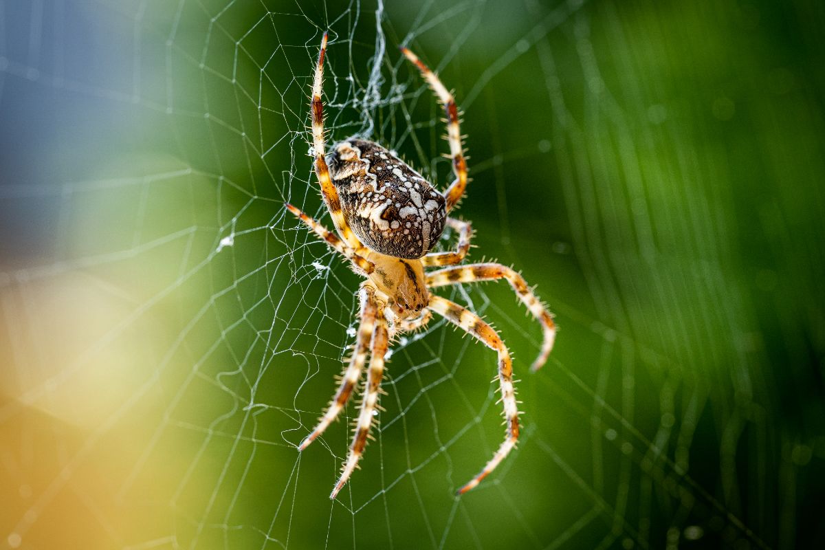 A spider building a web in the garden
