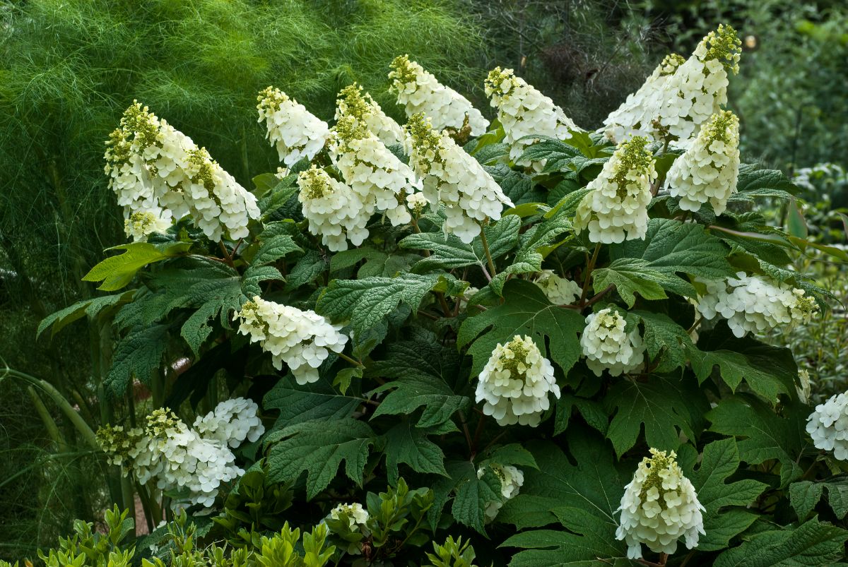 Cone-shaped hydrangea flowers