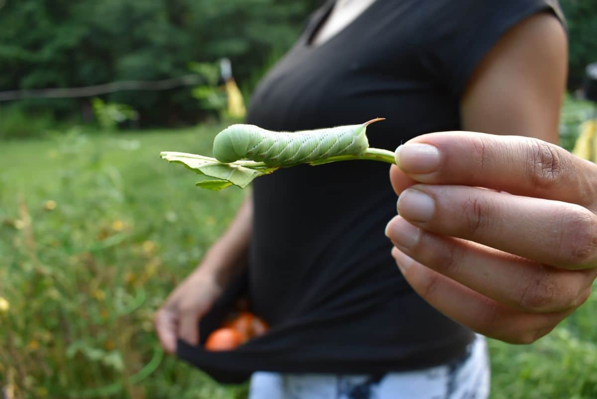 Hand picking tomato hornworms in a tomato patch