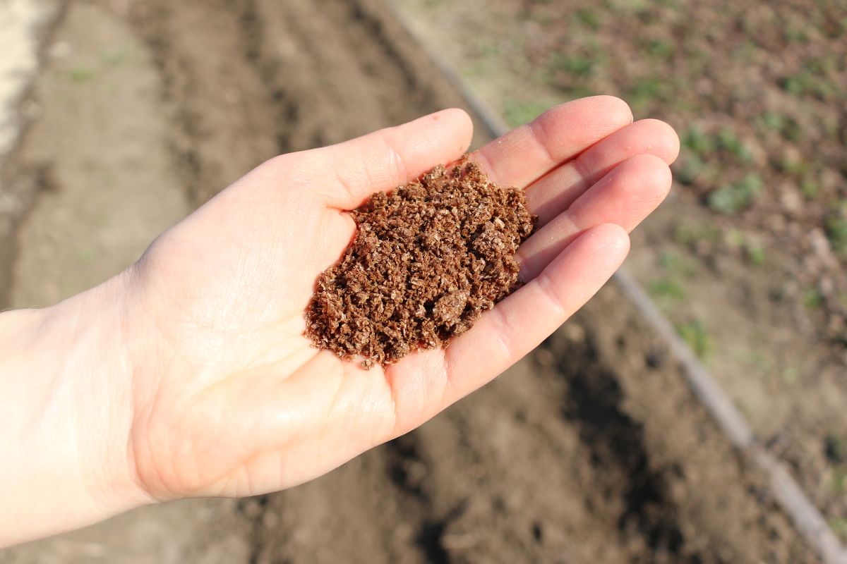 A person holding a handful of inoculated bran for Bokashi compost