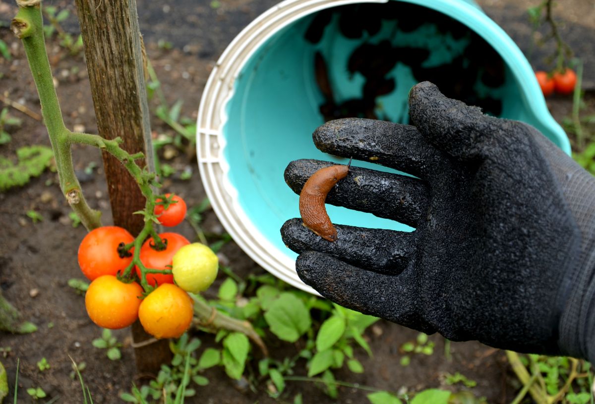 A gardener with gloves on hand picking problem snails and slugs