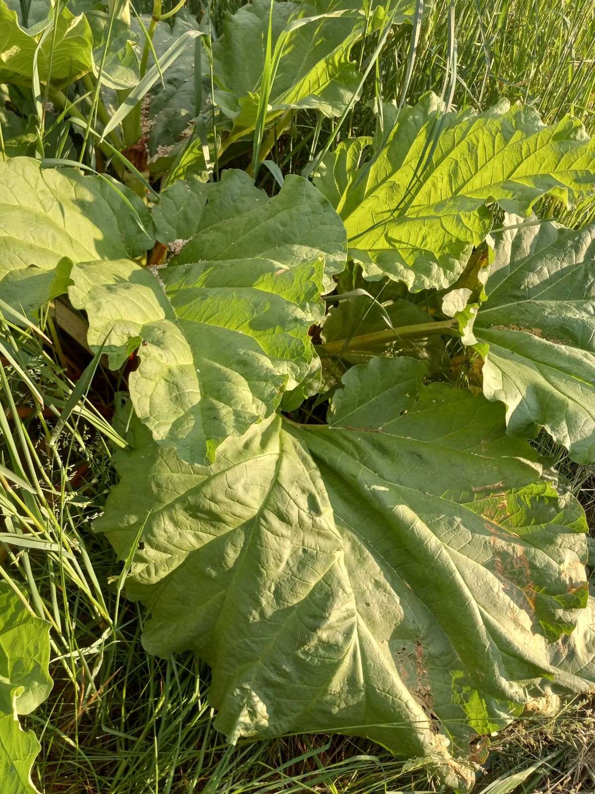 Perennial rhubarb plants with grass growing 