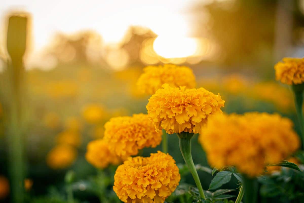 Marigold flowers used as a companion plant in the garden