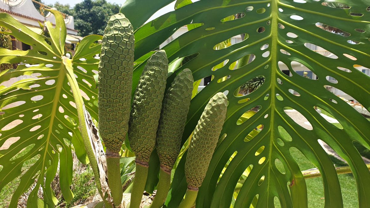 Large upright growth, the fruits and seed heads of the Swiss Cheese Plant