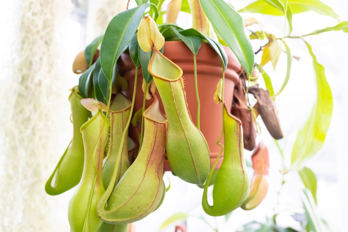 pitcher plant with deep hanging cup-like "pitchers"