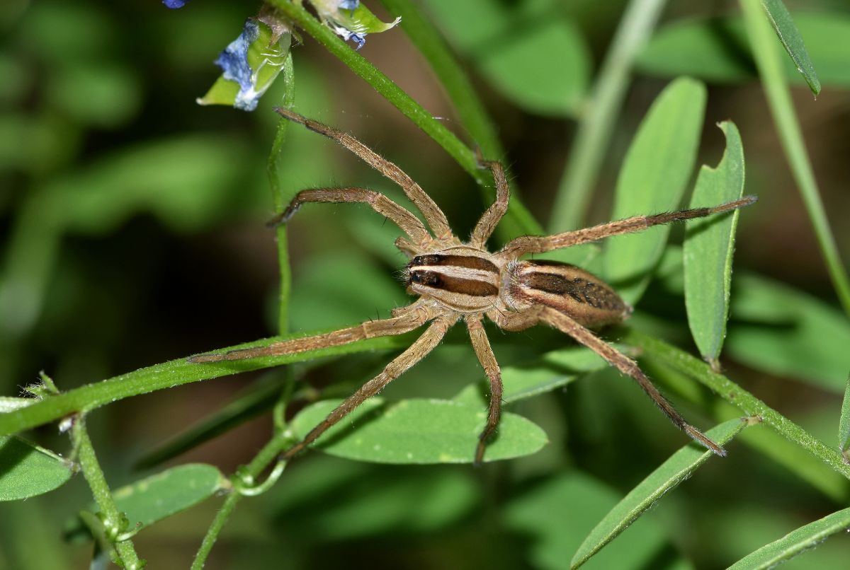 A spider helping to control insects in the garden