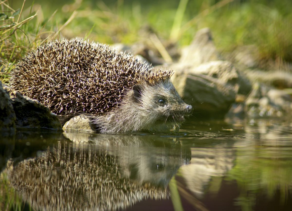 A hedgehog enjoying a dip in a pond