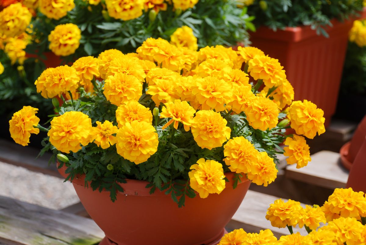 A planter filled with bright yellow marigolds