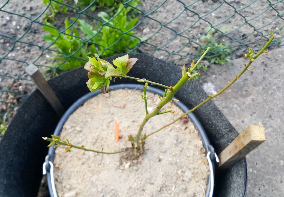 A blueberry plant up-potted to a larger container