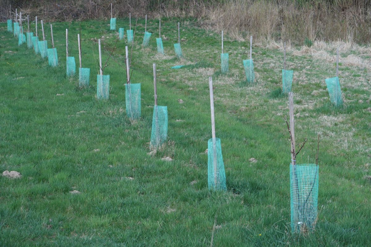 Tree guards surrounding and protecting fruit tree from voles and damage