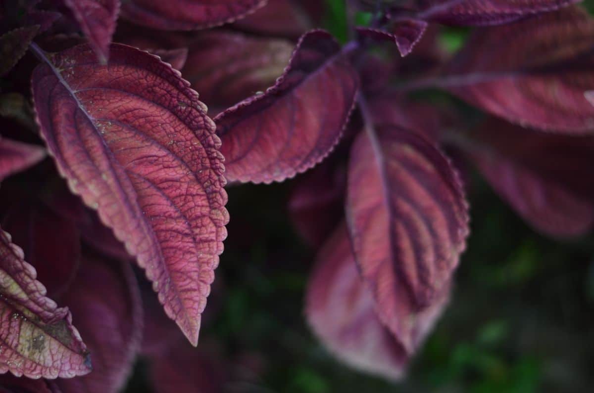A purple-leafed Shiso plant up close