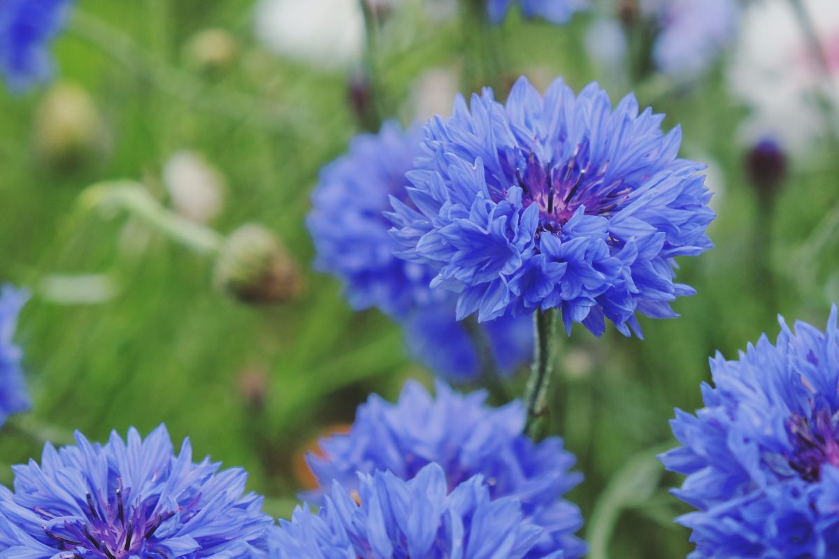 Blue edible Bachelor Button flowers