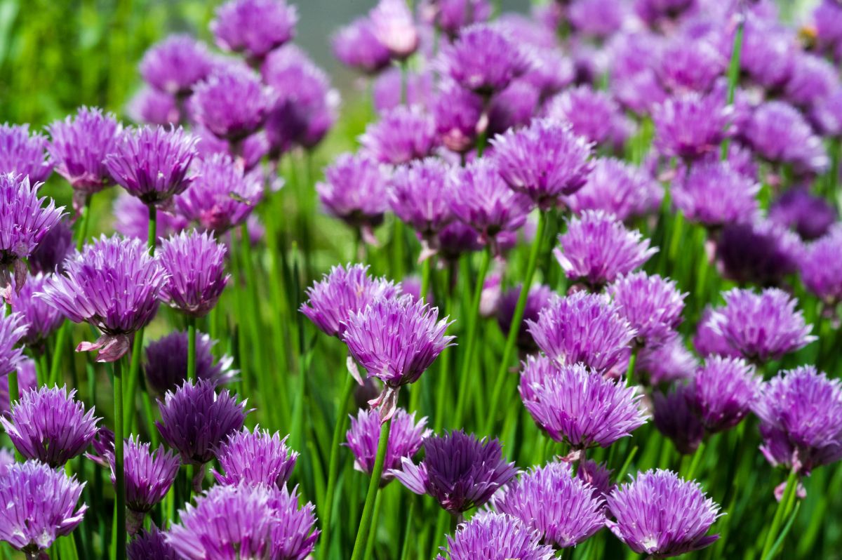 purple blossoming chive flowers