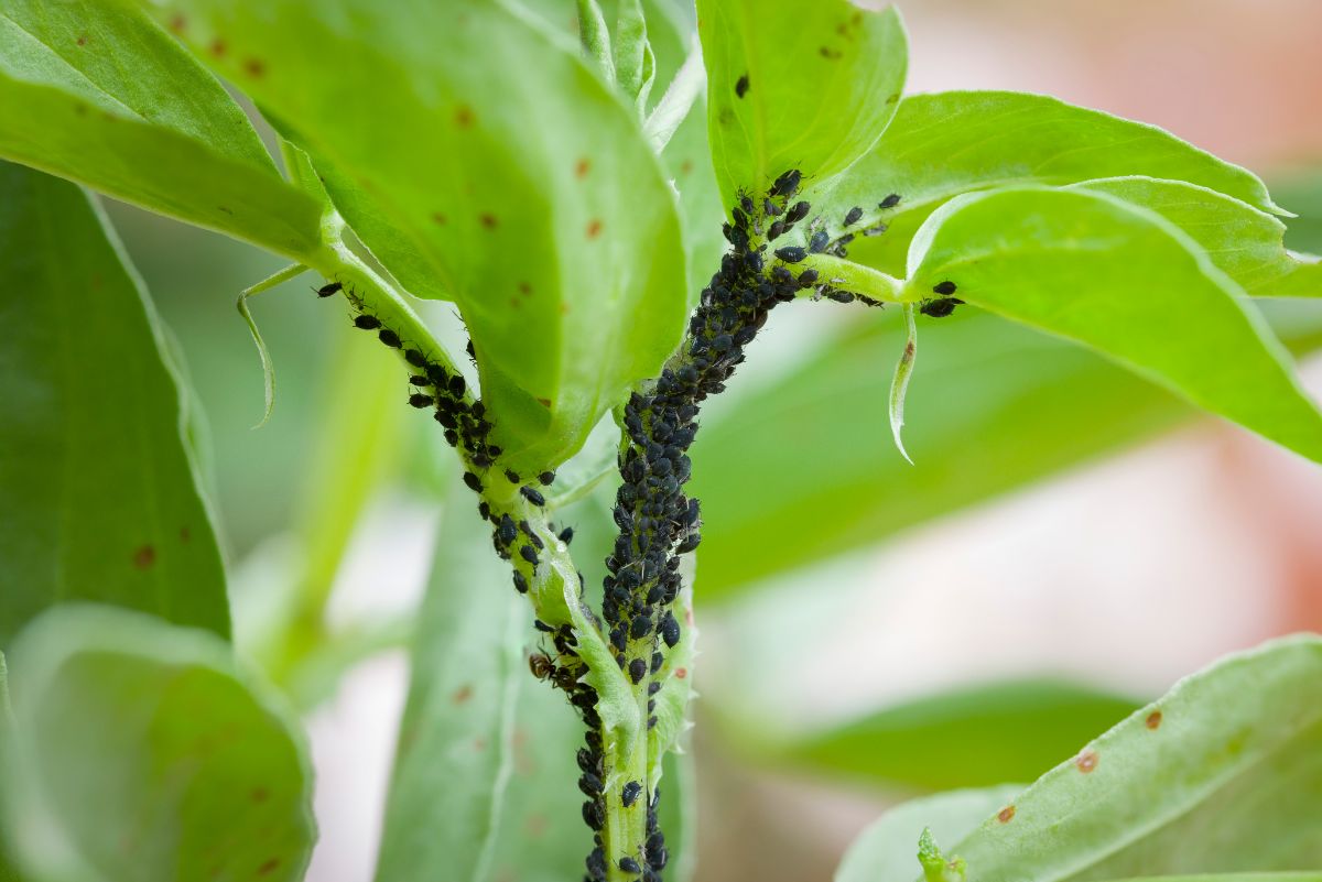 A large cluster of dark black aphids on a a plant stem