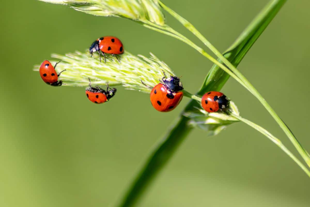 Ladybugs feasting on damaging garden insects