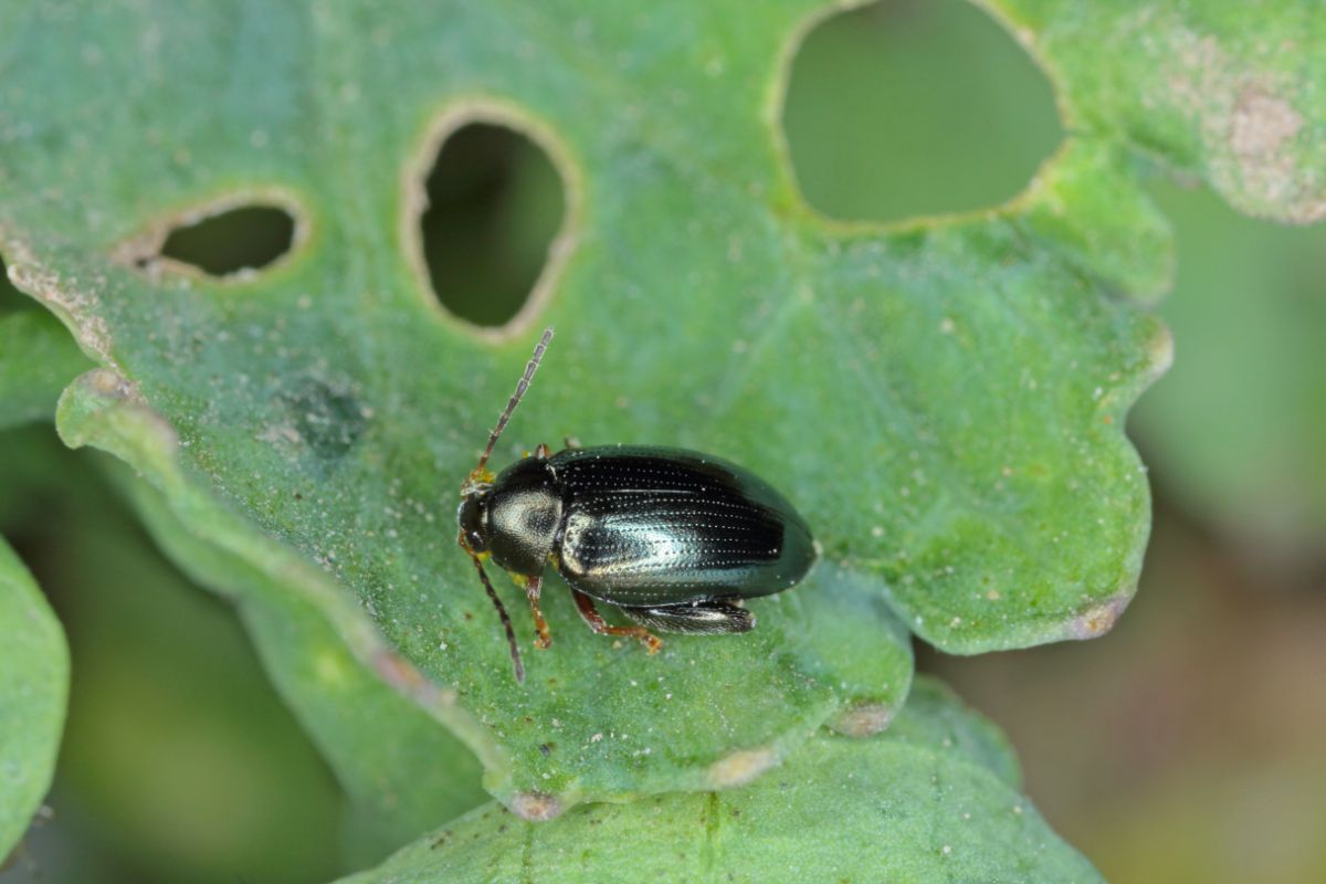 Beetle snacking on spinach leaves