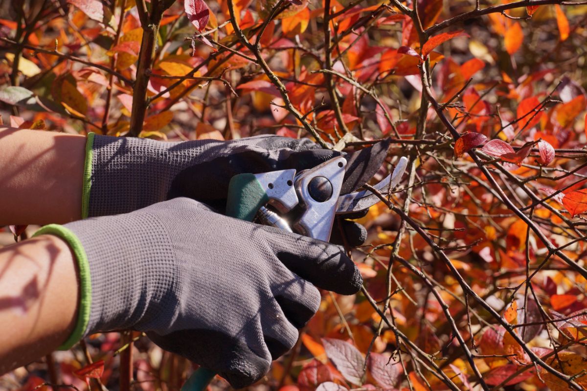 A gardener with gloved hands pruning blueberry bushes