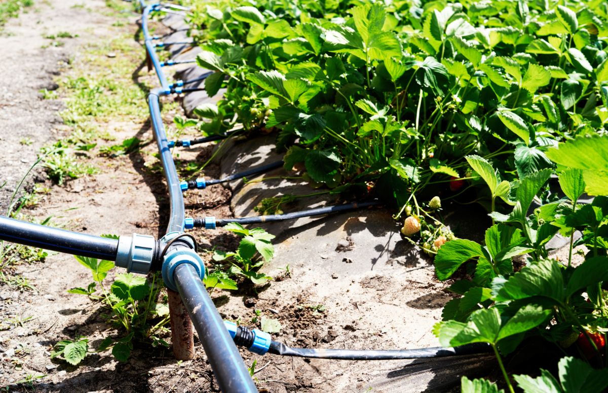 A section of mainline tubing feeding microtubing for rows of strawberries