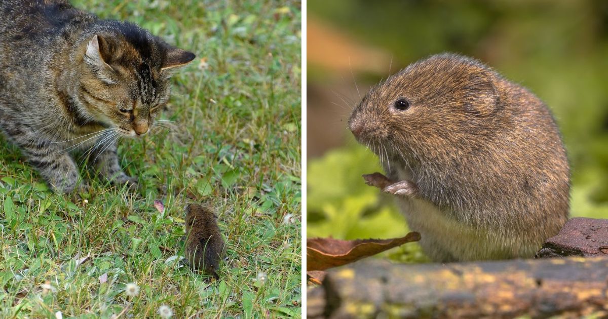 https://gardening.org/wp-content/uploads/2022/06/7-easy-ways-to-keep-voles-out-of-your-garden-fb.jpg