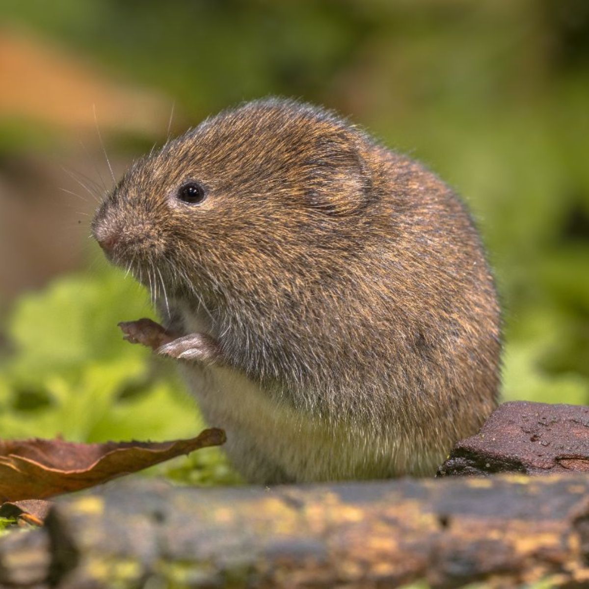 https://gardening.org/wp-content/uploads/2022/06/7-easy-ways-to-keep-voles-out-of-your-garden-featured.jpg