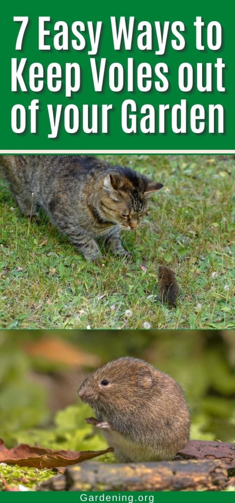7 Easy Ways to Keep Voles out of your Garden pinterest image.