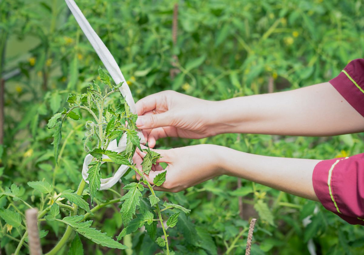 A woman gardener tying tomato plants for support