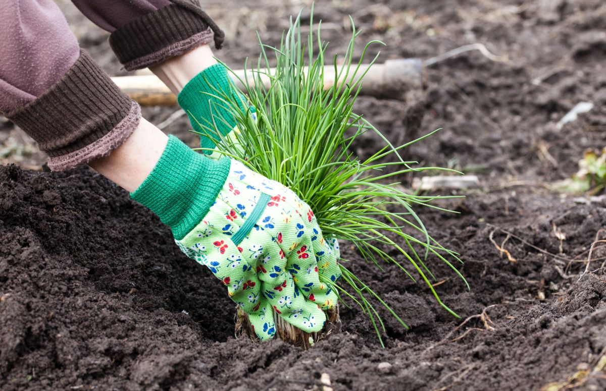 Gardener planting alliums to deter voles